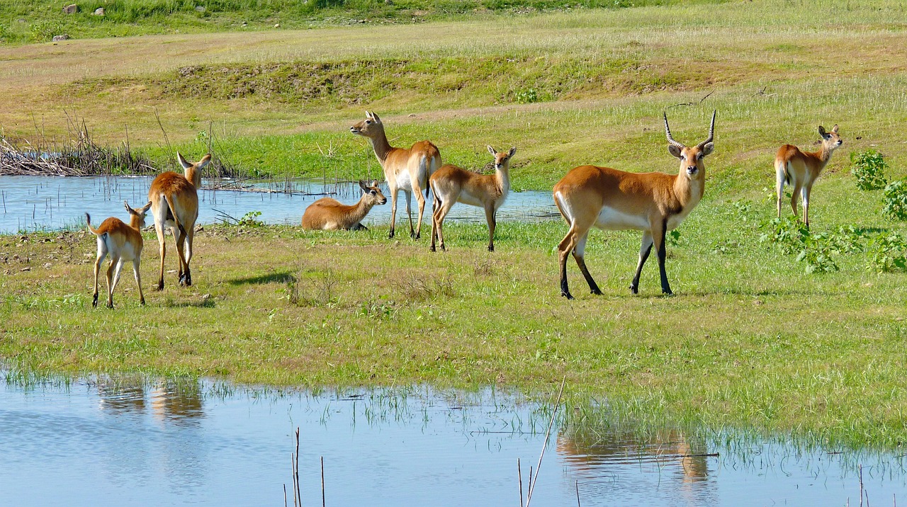 3 Days Tanzania Safari